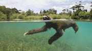 Mengungkap Adaptasi Berenang Kungkang di Alam Liar