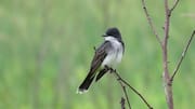 Peran Burung Kingbird dalam Menjaga Keseimbangan Ekosistem