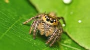 Menjelajahi Pola Tekstur dalam Fotografi Makro Alam