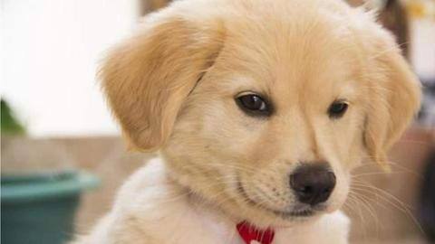 Atasi sakit ringan pada anjing dengan pengobatan rumahan ini Atasi sakit ringan pada anjing dengan pengobatan rumahan ini