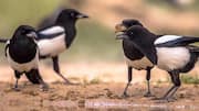 Pola Migrasi Burung Magpie: Strategi Pergerakan Musiman