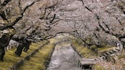 Menjelajahi Tempat Tersembunyi Bunga Sakura di Jepang