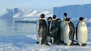 Taktik Unik Penguin untuk Bertahan Hidup di Lingkungan yang Beku