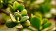 Cara Indah Mengembangbiakkan Sukulen Dalam Air