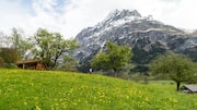 Menjelajahi Padang Bunga Liar di Swiss