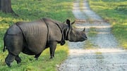 Peran Penting Badak dalam Konservasi Ekosistem
