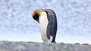 Lima Perilaku Unik Penguin dalam Merawat Bulu