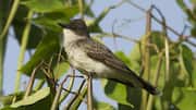 Mengungkap Rahasia Komunikasi dari Burung Kingbird