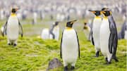 Cara Penguin Membangun Ikatan Sosial di Kondisi Lingkungan yang Ekstrem
