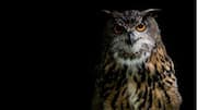 Adaptasi Mata Burung Hantu untuk Berburu di Malam Hari