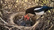 Memahami Preferensi Sarang Burung Magpie yang Unik