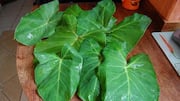 Cara Inovatif Menikmati Beragam Resep Berbasis Daun Talas