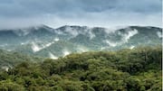 Bagaimana Hutan Tropis Meningkatkan Oksigen Global?