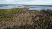 Menjelajahi Hutan Misterius dan Alam Tenang di Swedia
