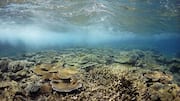 Keajaiban Great Barrier Reef di Australia