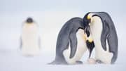 Mengungkap Pola Pengasuhan Anak Penguin di Kondisi Cuaca yang Ekstrem
