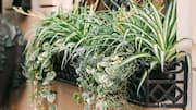 Manfaat Unik Berkebun dengan Chlorophytum