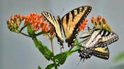 Rahasia Menanam Kebun Kupu-Kupu Milkweed Abadi