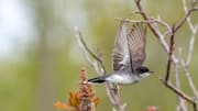 Fakta Menarik tentang Kingbird: Perkawinan, Umur, dan Predator