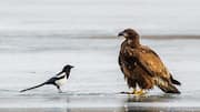 Lima Interaksi Mengejutkan dari Burung Magpie dengan Spesies Lain