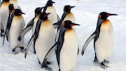 Rahasia Efisiensi Energi Penguin saat Berjalan