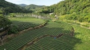 Menemukan Kebun Teh di Taiwan untuk Retret Damai
