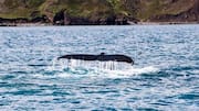 Menyaksikan Paus di Fjord Islandia: Pengalaman Tak Terlupakan