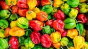Menanam Paprika Berwarna di Kebun Rumah