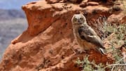 Mengungkap Suara Unik Burung Hantu dari Berbagai Wilayah