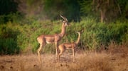 Eksplorasi Keanekaragaman Habitat Global dari Rusa Berleher Panjang