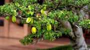 Panduan Praktis Menanam Pohon Belimbing