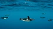 Menjelajahi Taktik Memancing Kooperatif Penguin yang Unik