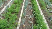 Memiliki Kebun Subur dengan Teknik Tanam Pendamping