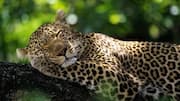 Wawasan Menarik tentang Pola Tidur Macan Tutul