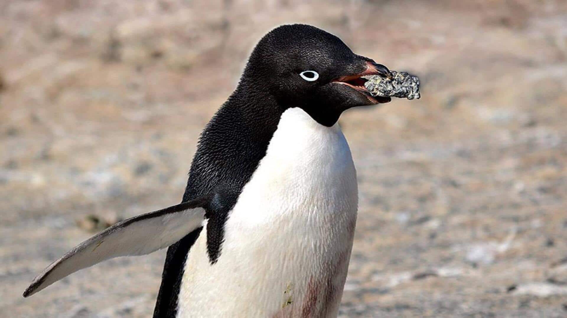Mengungkap Perilaku Unik Penguin dalam Pertukaran Batu