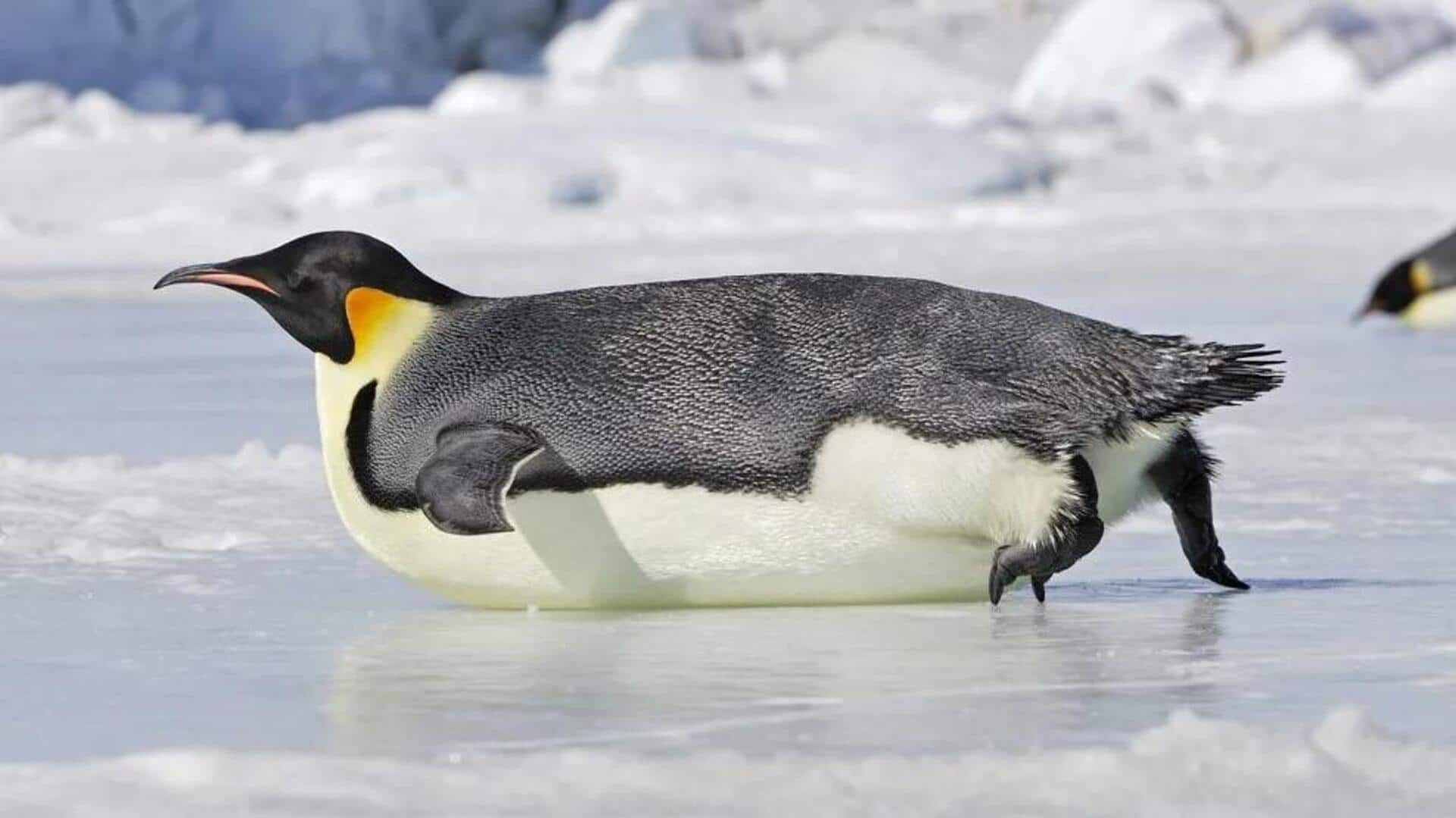 Fakta Menarik tentang Kebiasaan Penguin Meluncur di Atas Es