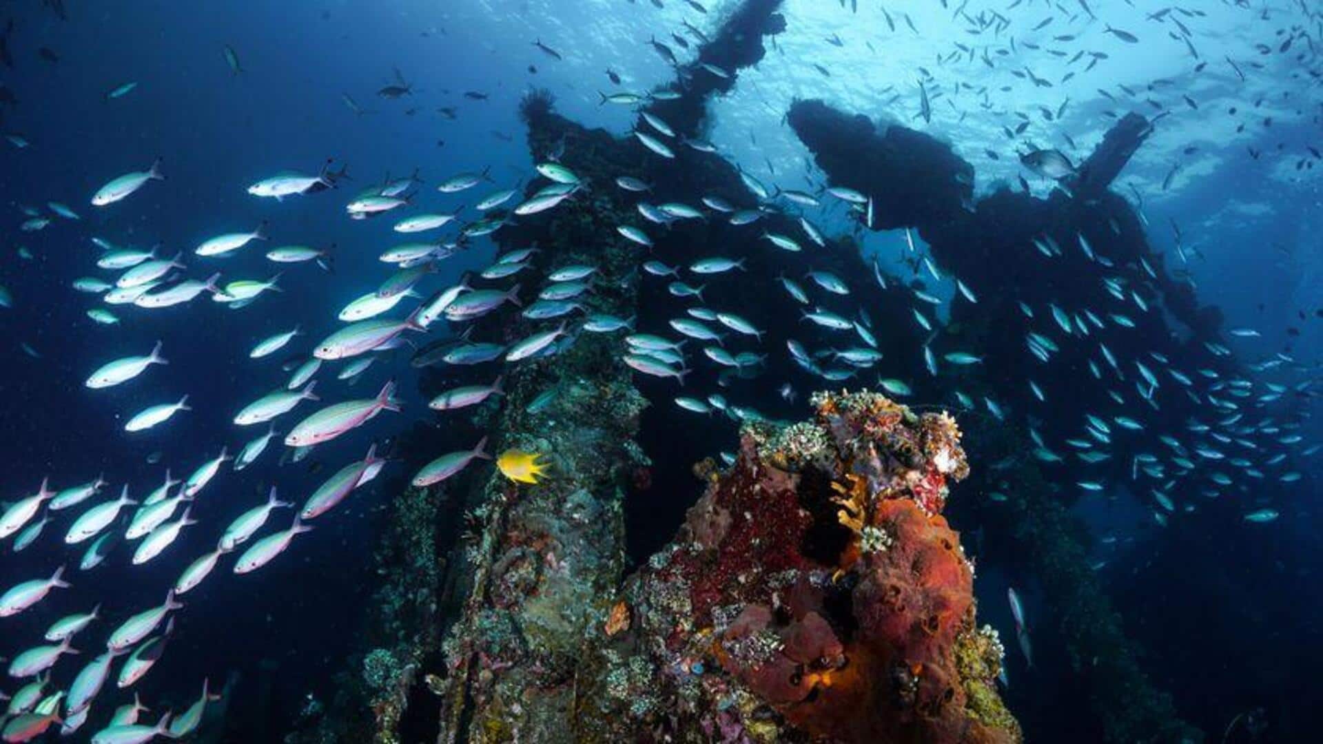 Proyek Restorasi Terumbu Digital di Bali