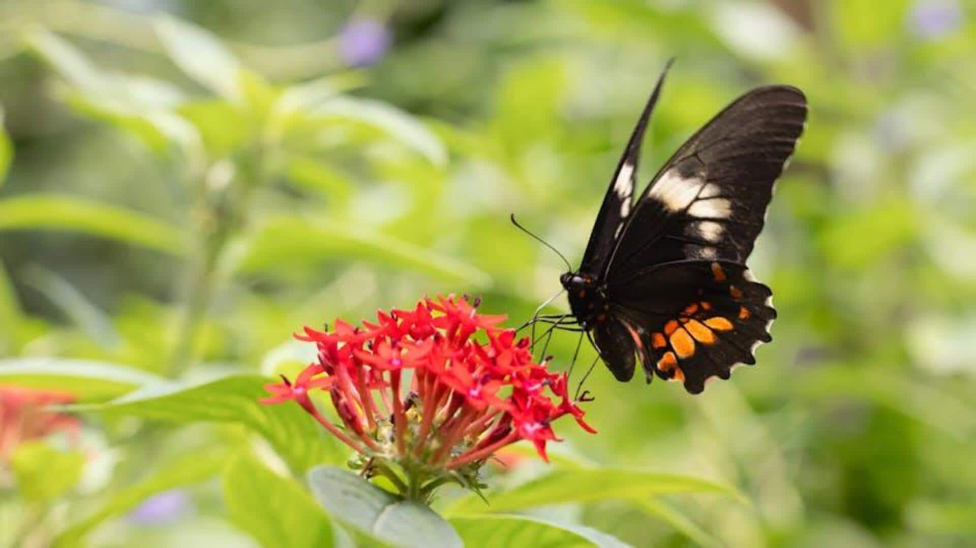 Penggunaan Tak Terduga Analisis Serbuk Sari dalam Investigasi Global