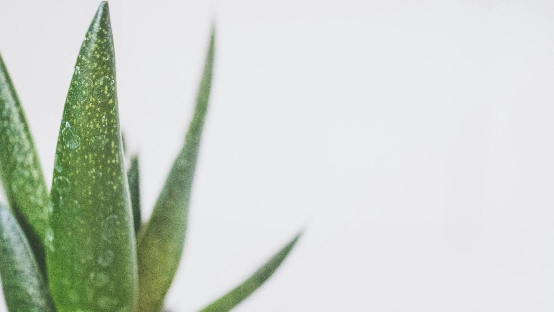 Manfaat Praktis Lidah Buaya dalam Berkebun di Rumah
