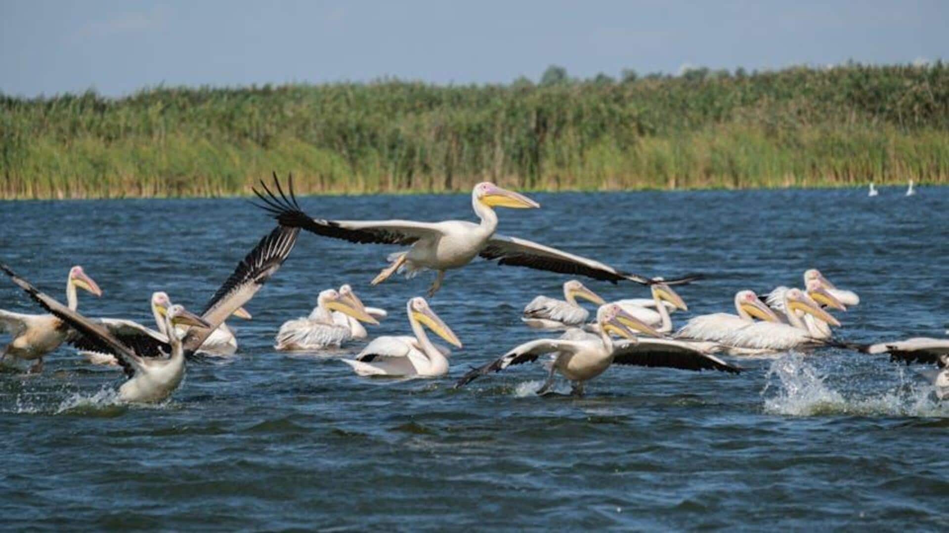 Menjelajahi Jalur Burung Delta Danube di Tulcea dengan Sepeda