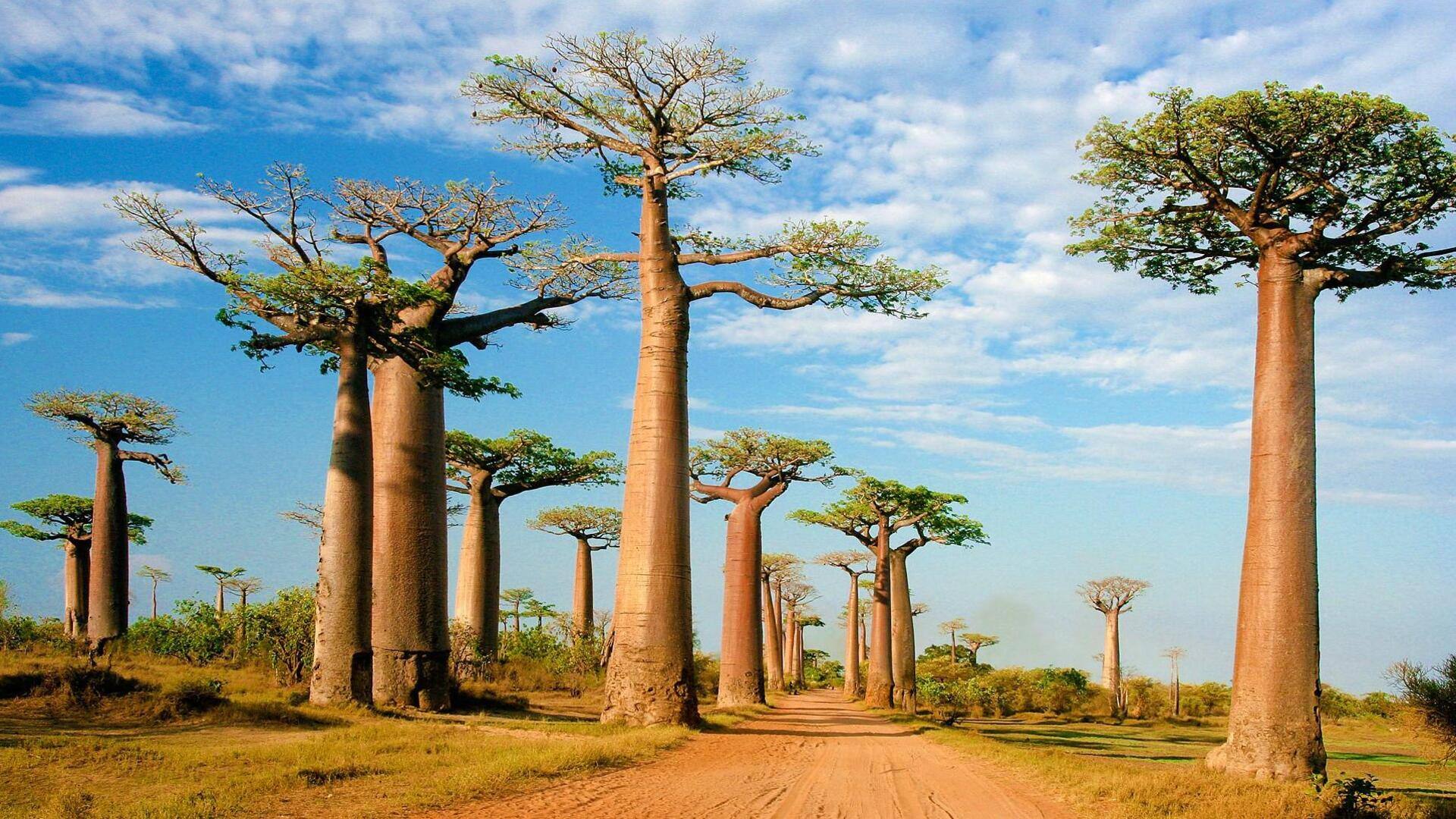 Menjelajahi Keajaiban Perawatan Kulit Dari Pohon Baobab