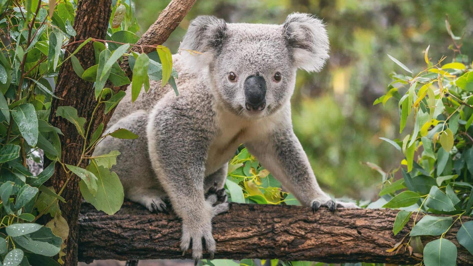 Mempelajari Komunikasi dan Perilaku Unik Koala yang Sulit untuk Dijelaskan