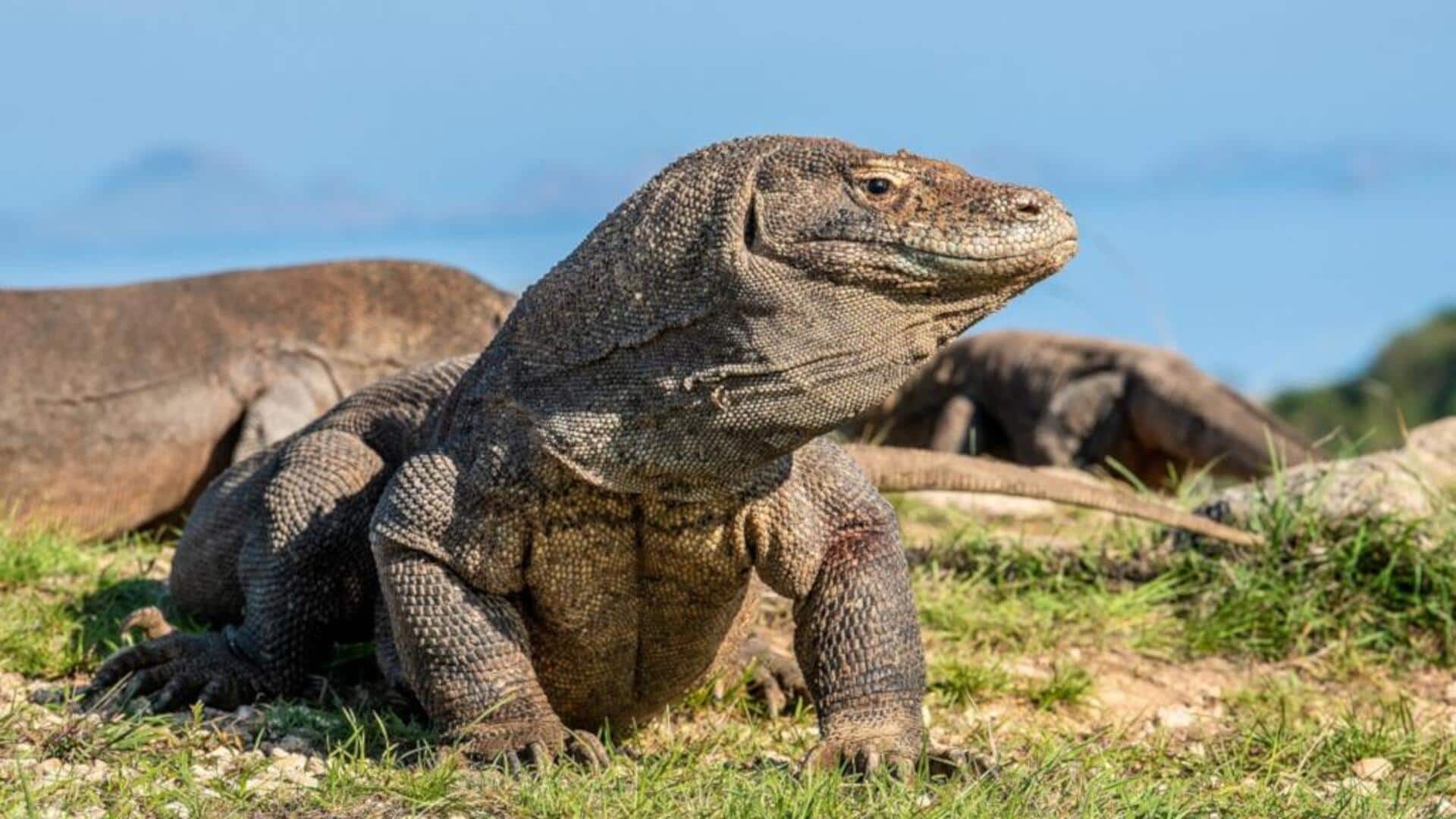 Cara Komodo Menjaga Suhu Tubuh di Cuaca yang Panas Terik