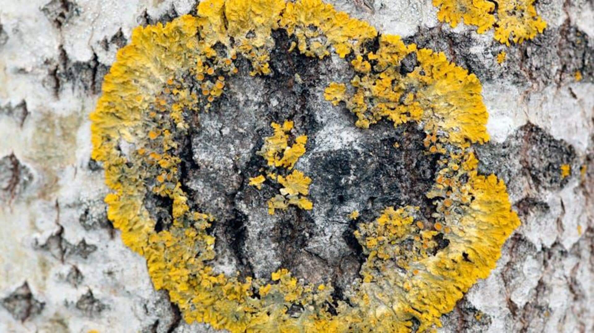Manfaat Lichen dalam Keberlanjutan Lingkungan