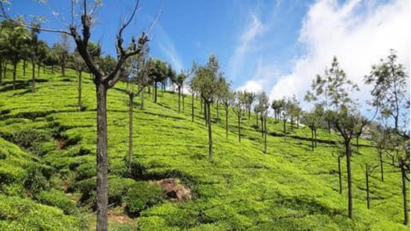 Ooty: Panduan traveling ke kota perbukitan indah di India