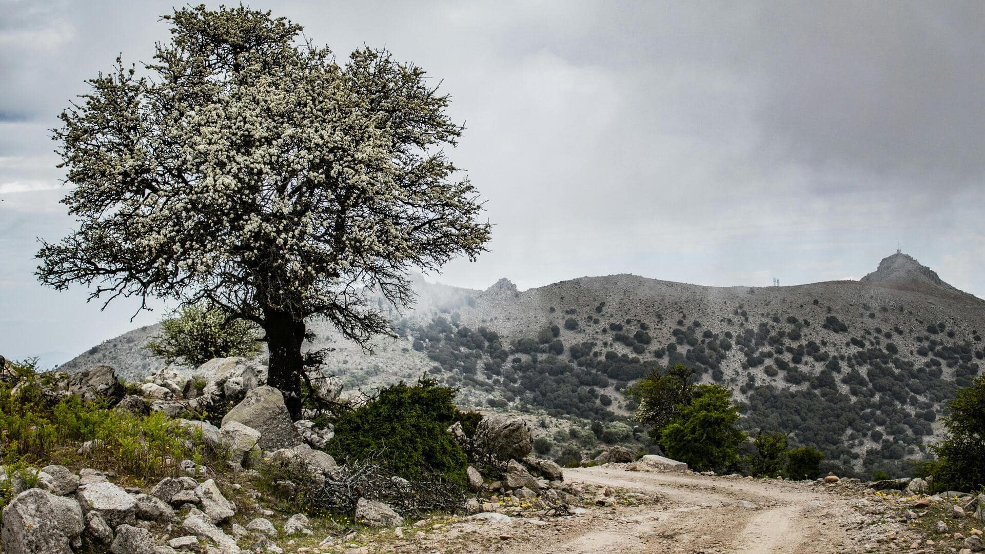 Menjelajahi Hutan Batu Lesbos, Yunani