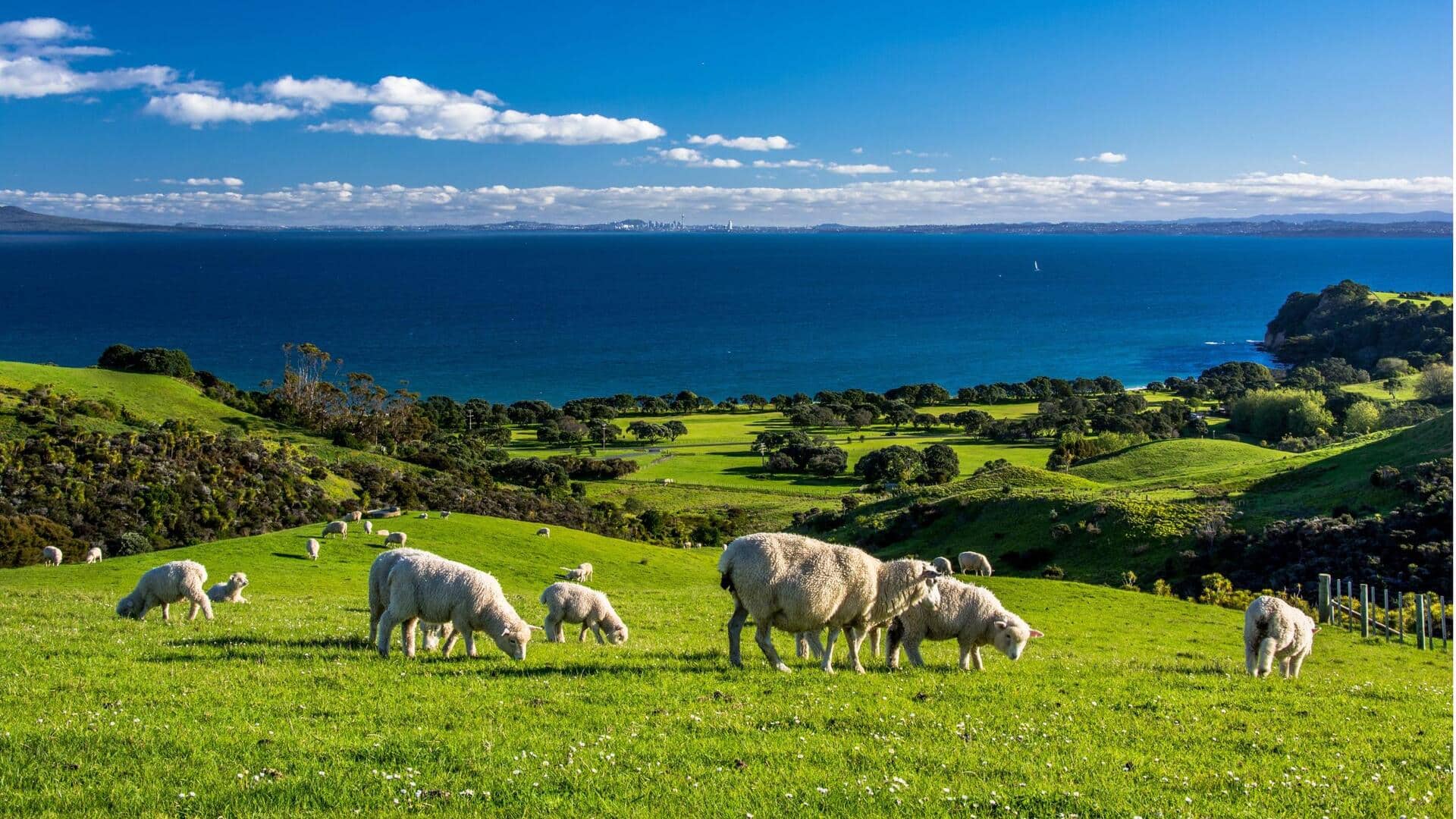 Mengungkap Bahasa Rahasia Domba di Hamparan Padang Hijau