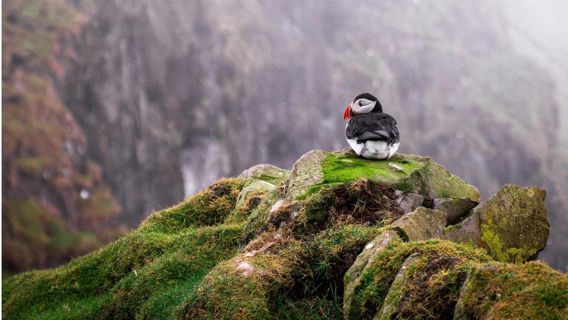 Menikmati Keindahan Tebing Puffin di Isle of May, Skotlandia