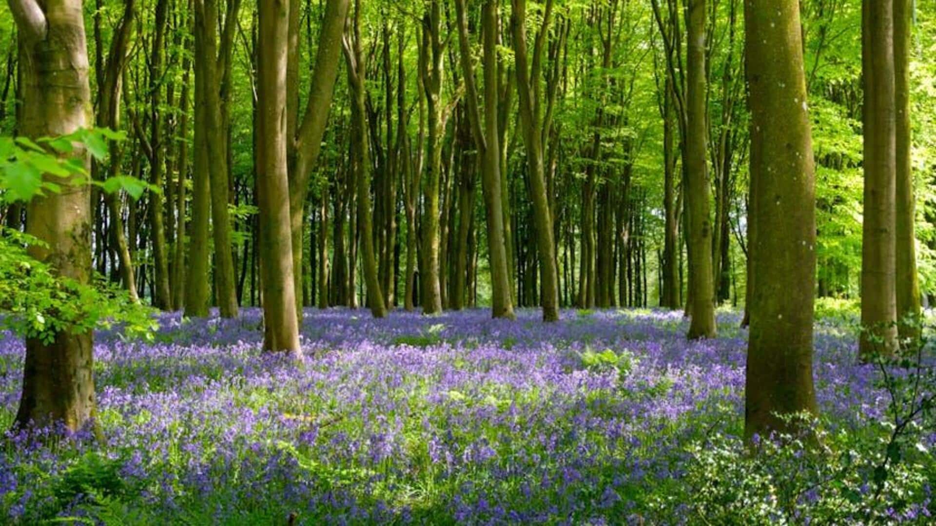 Lima Padang Bunga Liar Menawan di Pedesaan Inggris