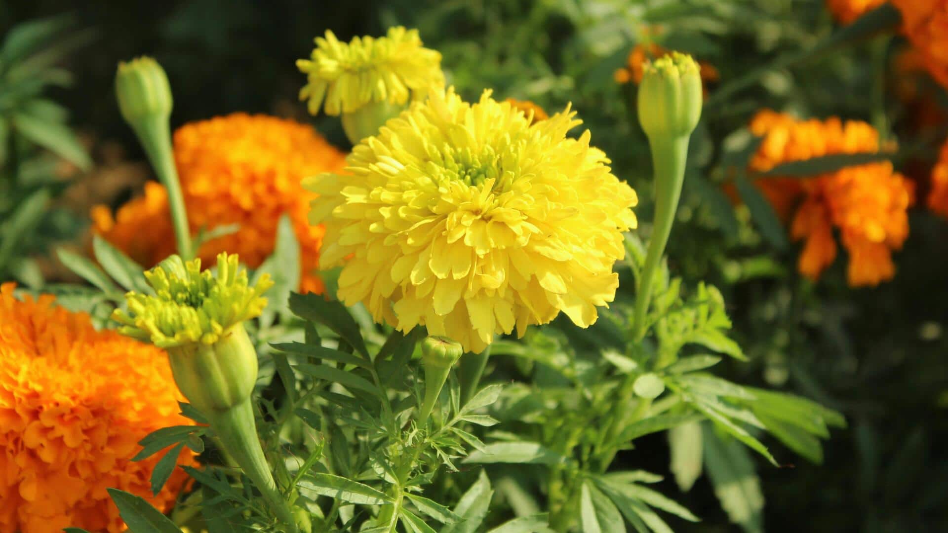 Manfaat Menanam Marigold untuk Pengendalian Hama